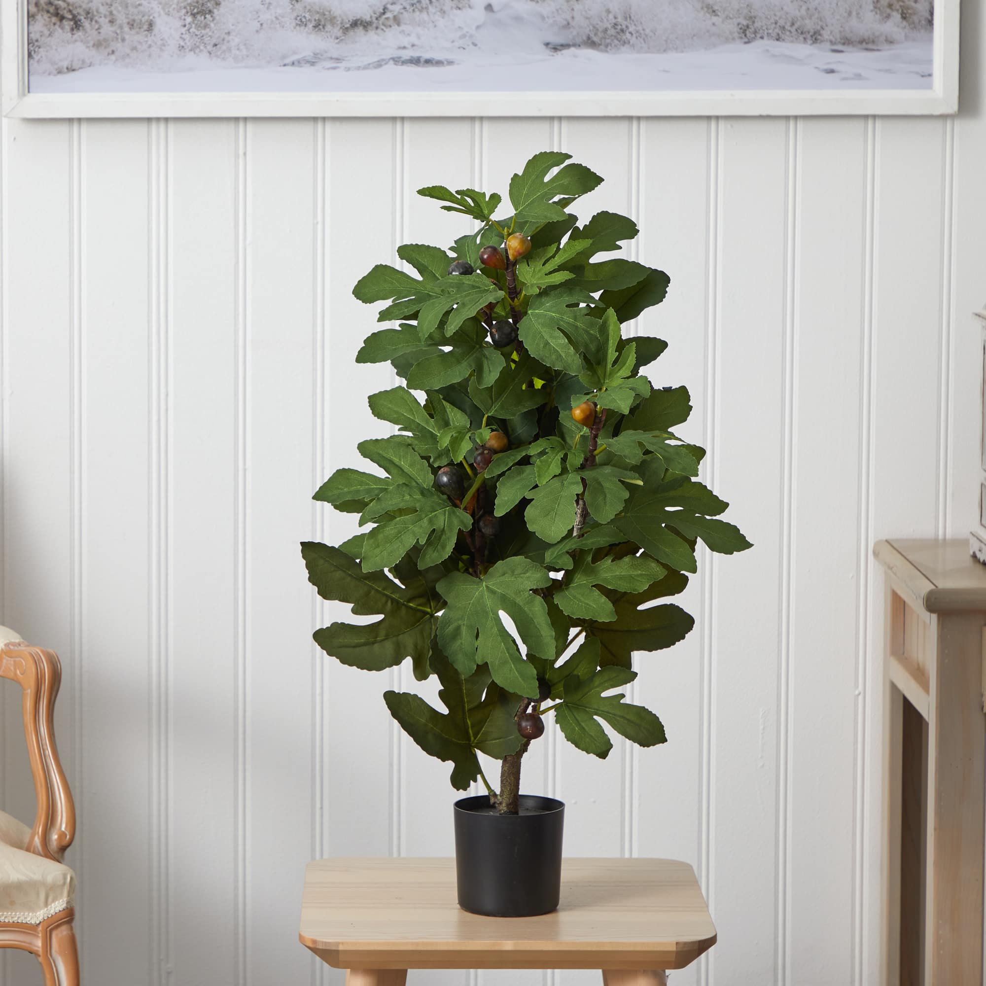 2.6ft. Potted Fig Tree with Fruit